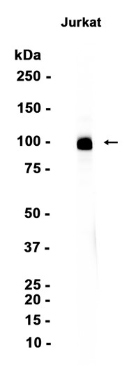 AYD15675