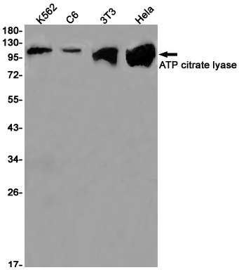 AYD11738