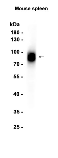 AYD16109