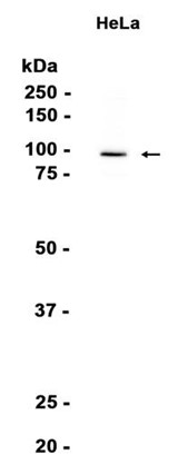 AYD14932