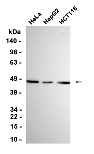 AYD15575