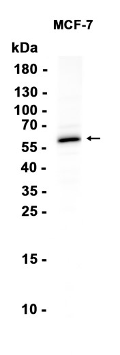 AYD14044