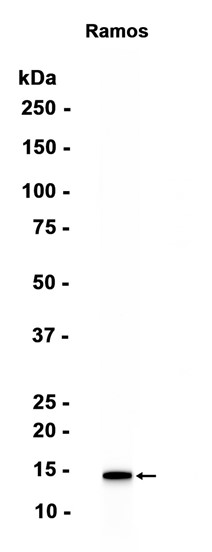 AYD15803