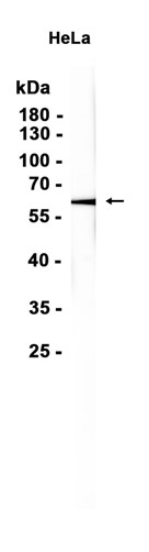 AYD15579