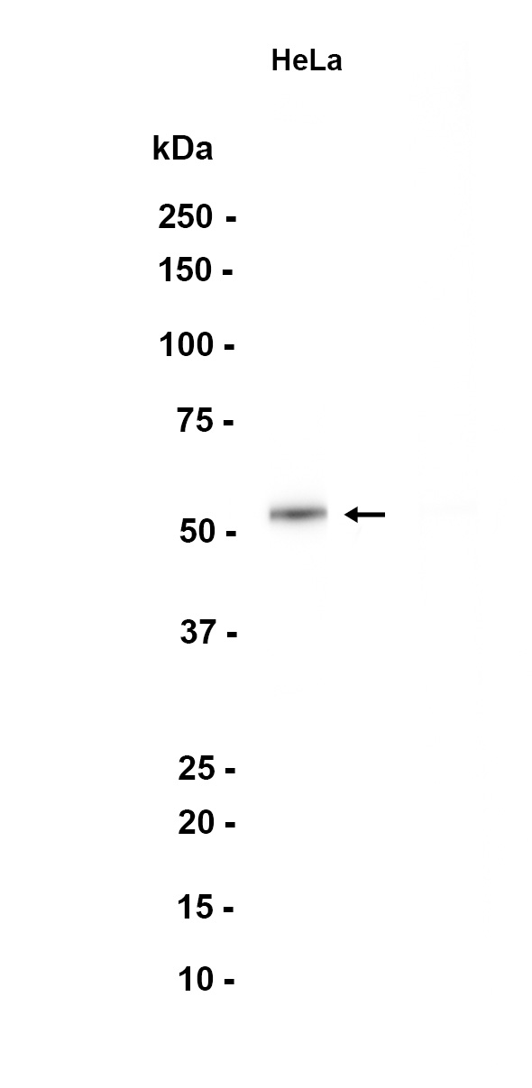 AYD12505