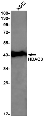 AYD11765