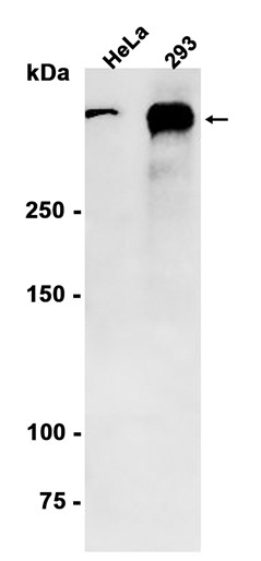 AYD13190