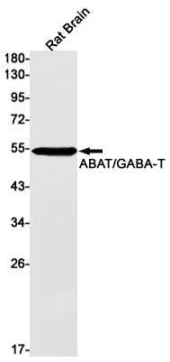 AYD12293