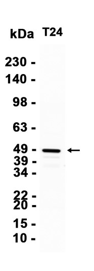 AYD13318