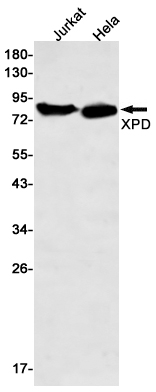 AYD14606
