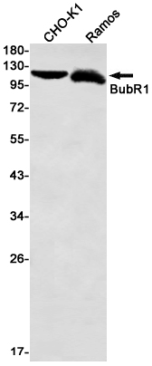 AYD11438