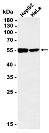 AYD13225