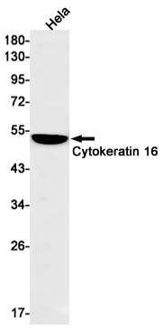 AYD11084