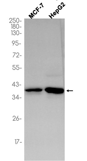 EIF2S1 (YD34204) Rabbit mAb