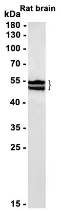AYD12692
