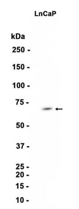 AYD13275