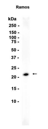 AYD13056