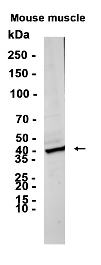 AYD12995