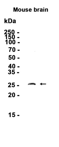 AYD13900