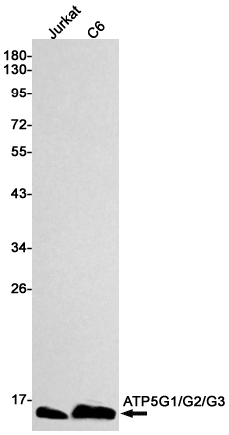 AYD14308