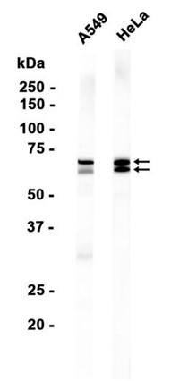 AYD13865