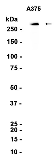 AYD12064