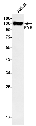 AYD11064