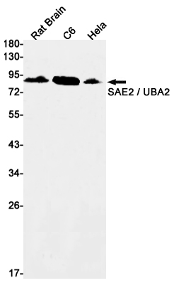 AYD12151