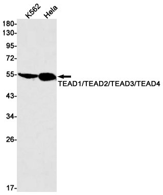 AYD14477