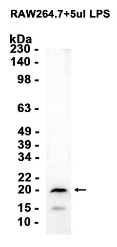AYD14268