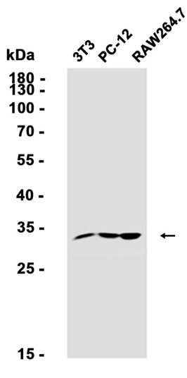 CDC34 (YD32249) Rabbit mAb