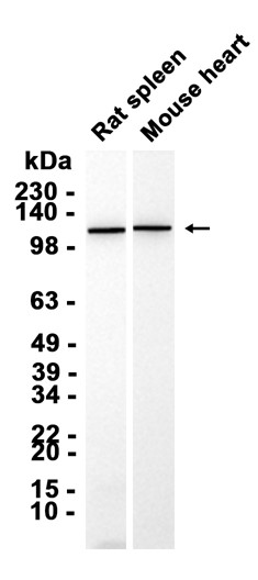 AYD14278