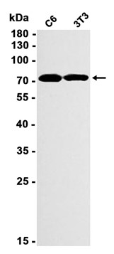 AYD12146