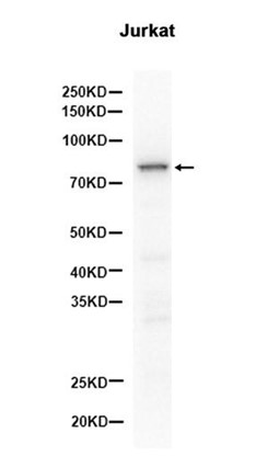 AYD11900