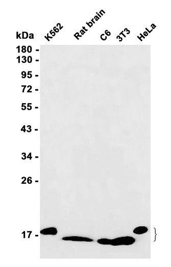 AYD13948