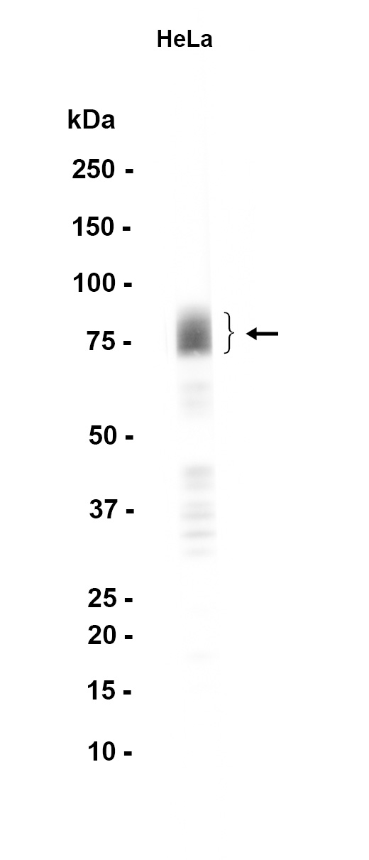 AYD11603