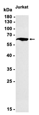 AYD14791