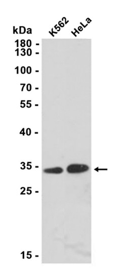 AYD12047