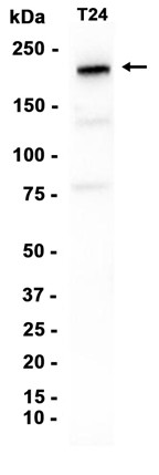 AYD11208