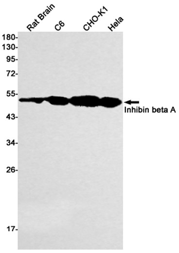 AYD11473