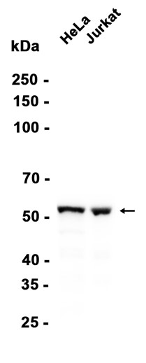 AYD12701