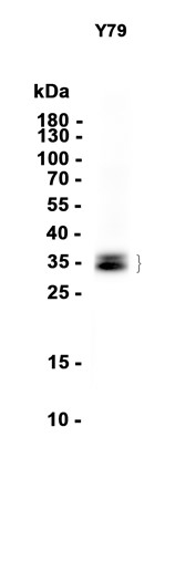 AYD15386