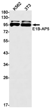 HNRNPUL1 (YD13329) Rabbit mAb