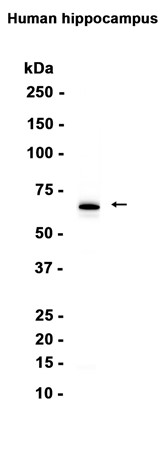 AYD12951