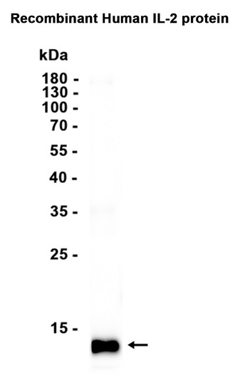 AYD13038