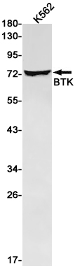 AYD13126