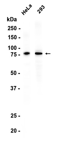 AYD16167