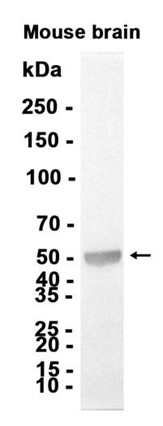 AYD15045