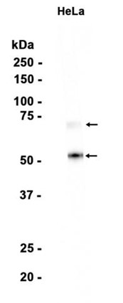 AYD14537