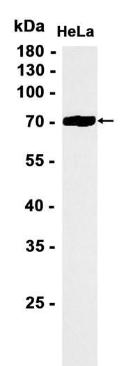 AYD13325